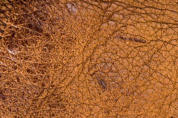Old vintage genuine soft brown leather texture background, top layer with pores and scratches, macro, close-up