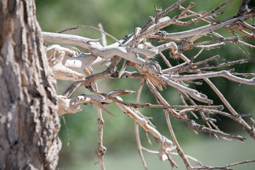 Landscapes of Mongolia, Hovd river tree