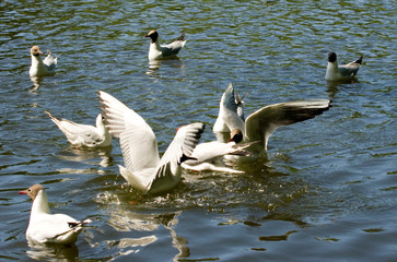 Fototapeta premium gulls in flight