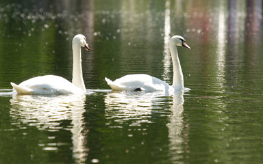 swan on lake