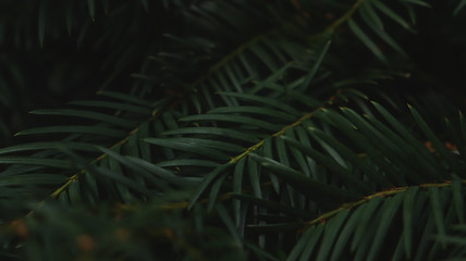 Green Plant © CZARJO