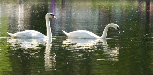 swan on lake