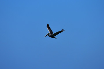 pelicano en el cielo