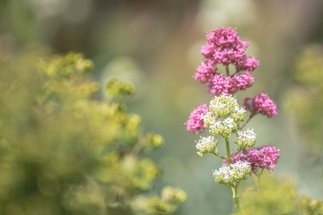flowers in garden