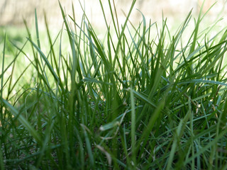 fresh green grass close up nature background