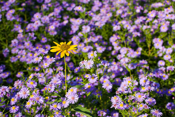 Lonely yellow flower among purple asters.