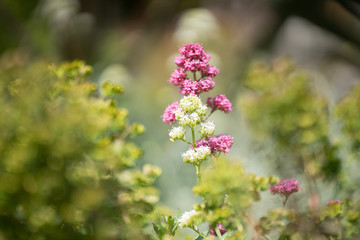 flowers in garden
