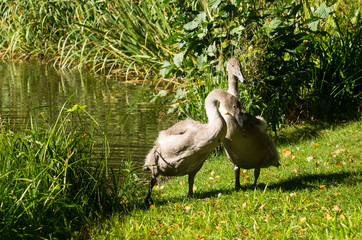 swan on grass