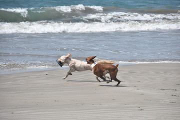 carrera en la playa