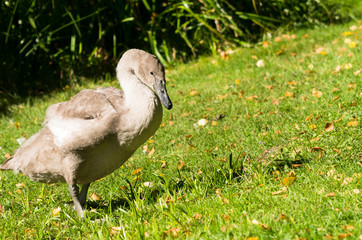 swan on grass