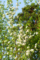Fototapeta na wymiar white flowers trees