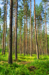 Fototapeta premium trees in the forest