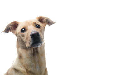 Beige and white dog with slightly tilted head looking curiously. Image with white background with an isolated dog.