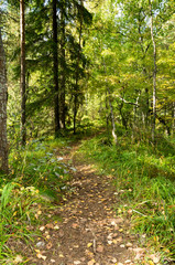 Obraz premium autumn in the forest
