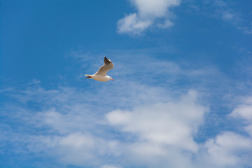 Gaviota volando