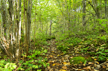 Fototapeta premium autumn in the forest