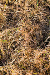 yellow grass in the swamp