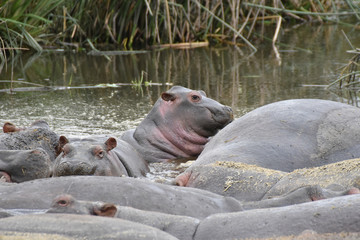 Baby hippo in Ngorongoro Conservation Area, Tanzania
