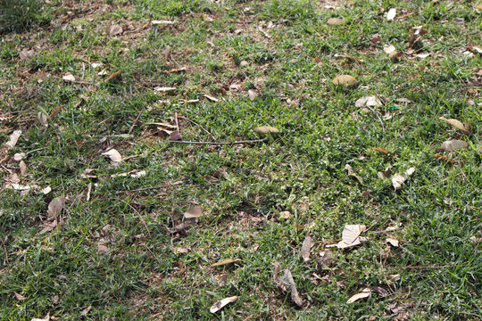 Image of natural park grass with some grass