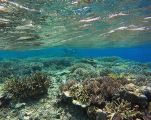 Naklejka na ściany i meble Shallow Coral Reef