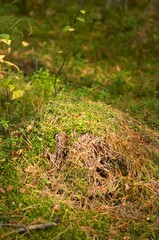 grass in the forest