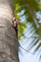 Bearded Dragon sitting on a tree