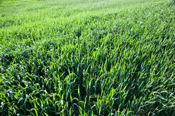 wheat or rye