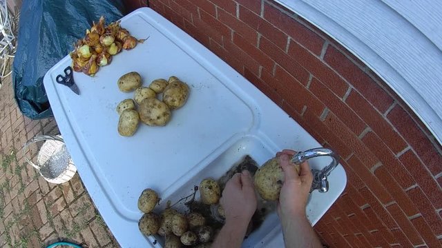 Home gardening - Own grown potatoes freshly harvested from own garden being hand washed in patio sink under tap water. First person perspective shot.