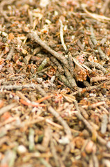 ants on a leaf