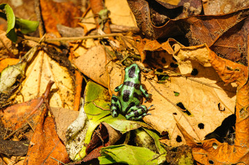 Green and black poison dart frog among the dry leaves of the jungle floor in Tortuguero