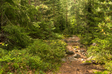 Fototapeta premium road in the forest