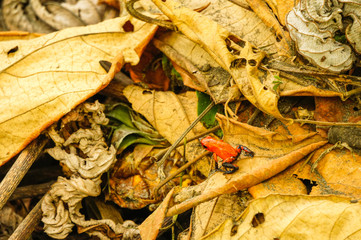 Strawberry poison-dart frog among the dry leaves of the jungle floor in Tortuguero