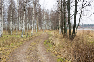 road in the forest