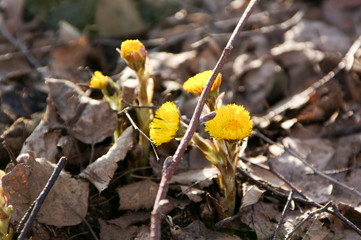 yellow flowers in spring