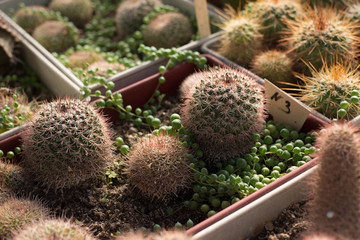 Natural background with a desert kind of cactuses grows in a warm house.
