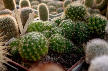 Natural background with a desert kind of cactuses grows in a warm house.