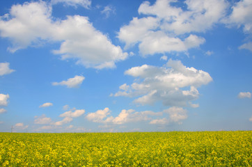 landscape blue sky  and yellow rapeseed field 