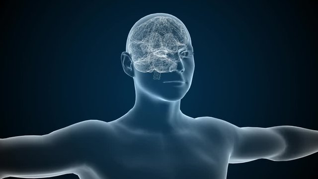 Human brian study on diagnostic animation 3d.