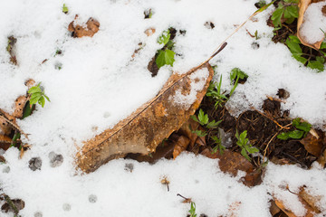 Closeup of multicolor leaves sprinkled with snow and brightly lit by the sun