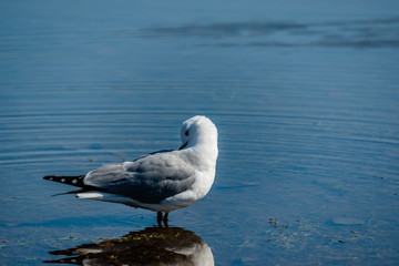 Seagulls in the springtime nice sunny day 