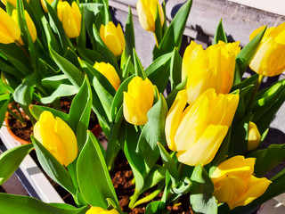 bunch of yellow Dutch tulips