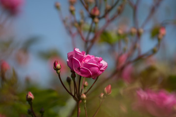 flowers