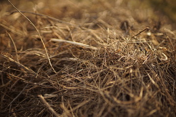 Background heap of dry grass in a sunny garden closeup