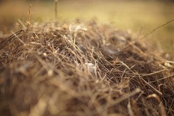 A pile of dry grass after harvesting in a sunny garden closeup.