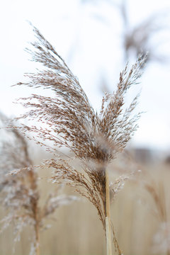 ears of wheat in the field of wheat
