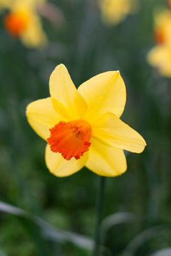 yellow daffodils in the garden