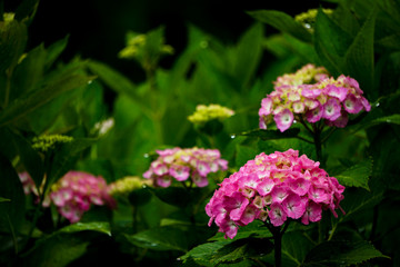 Beautiful hydrangea after the rain　雨上がりの美しいアジサイ