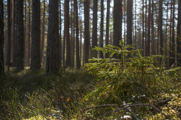 Obraz premium Little spruce grows in a pine forest