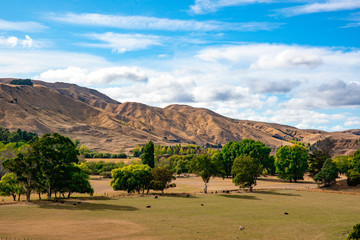 Dry hills and a flock of sheep grazing the rural farmland of Martinborough