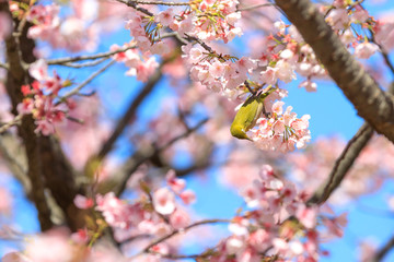 サクラの花に集うメジロ